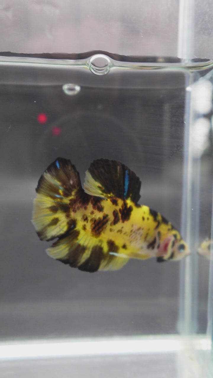 Rare Giant Multicolors Betta Fish