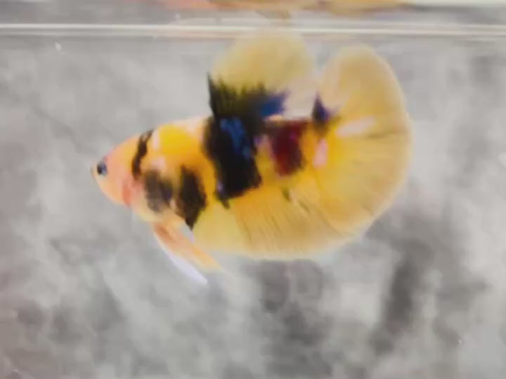Rare Pair Koi Multicolors Betta Fish