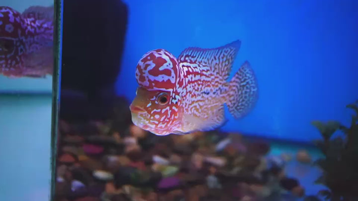 Rare Kamfa Golden Base Flowerhorn
