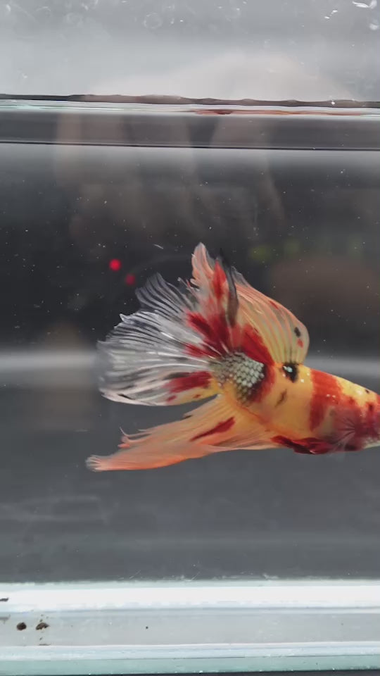 Rare Giant Halfmoon Nemo Betta Fish