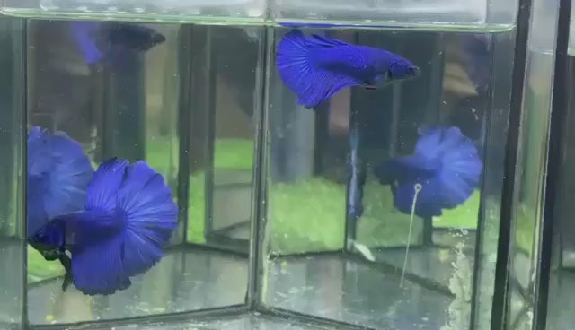 Pair Halfmoon Blue Betta Fish