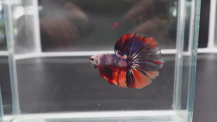 Competition Halfmoon Multicolors Betta Fish