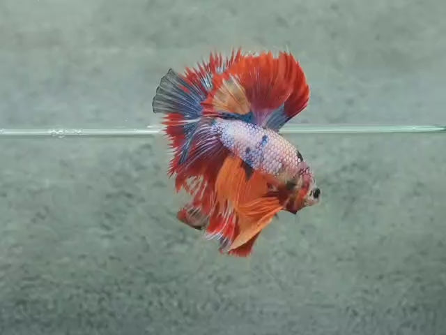 Competition Halfmoon Multicolors Betta Fish
