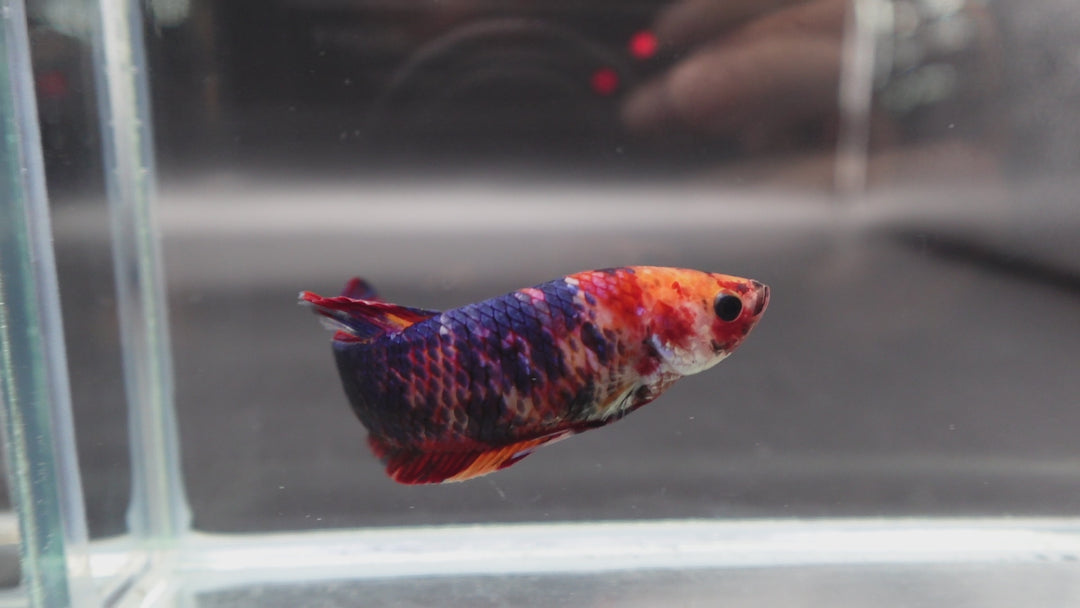 Rare Super Giant Koi Multicolors Betta Fish
