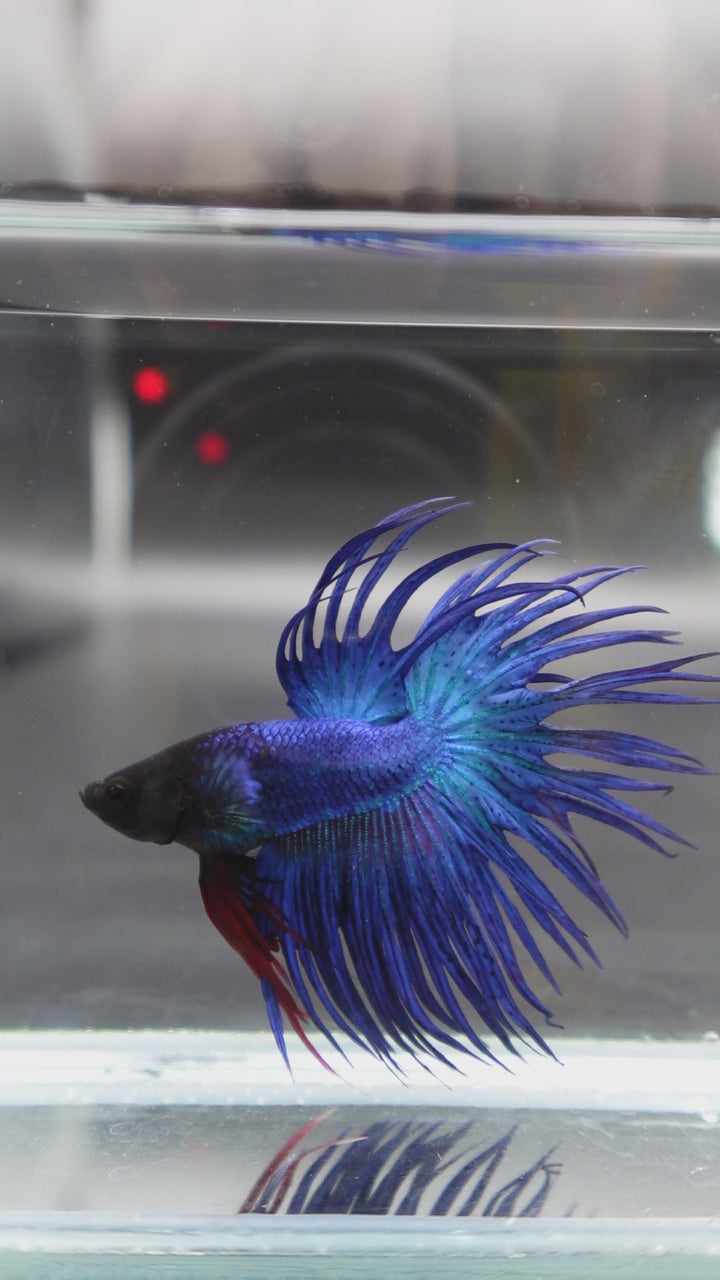 Crowntail Blue Betta Fish