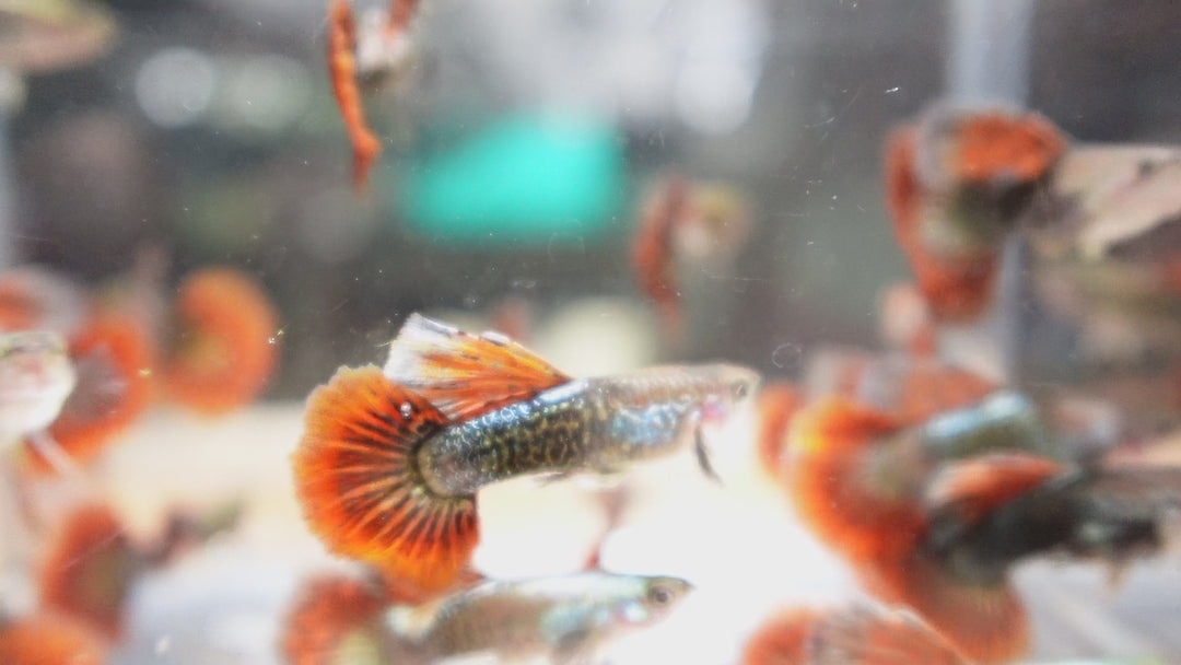 Red Dragon Halfmoon Big Dorsal Guppy Fish