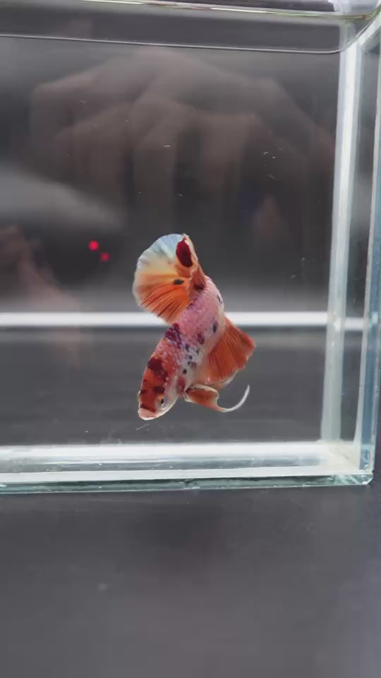 Rare Giant Multicolors Betta Fish