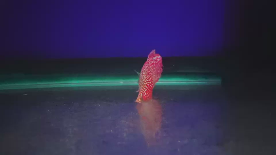 Rare Kamfa Golden Base Flowerhorn 3 inch