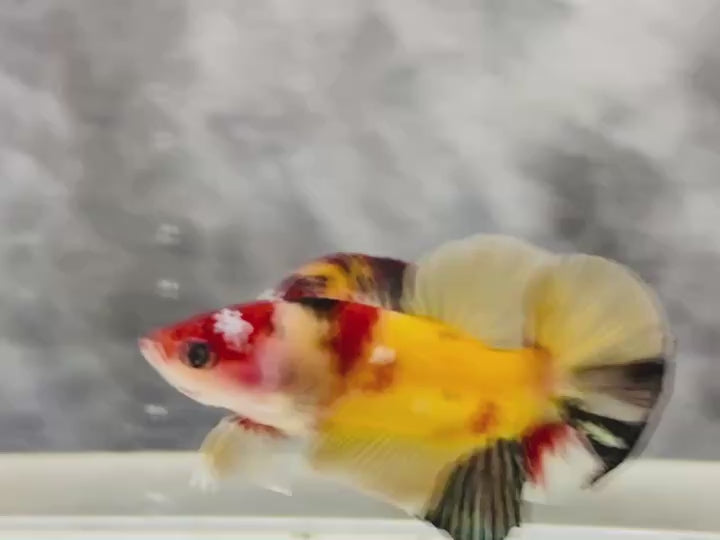 Rare Pair Koi Multicolors Betta Fish