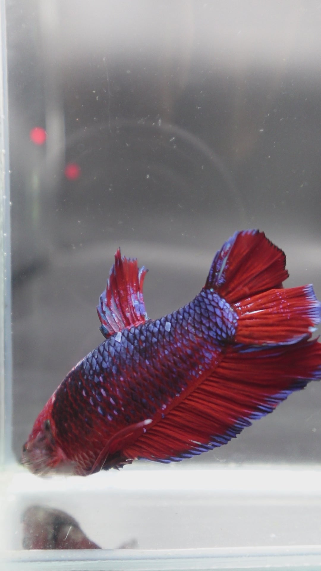 Rare Giant Multicolors Betta Fish