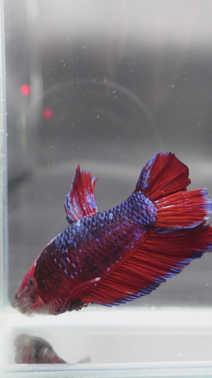 Rare Giant Multicolors Betta Fish