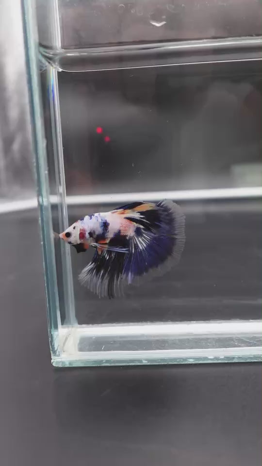 Rare Halfmoon Multicolors Betta Fish