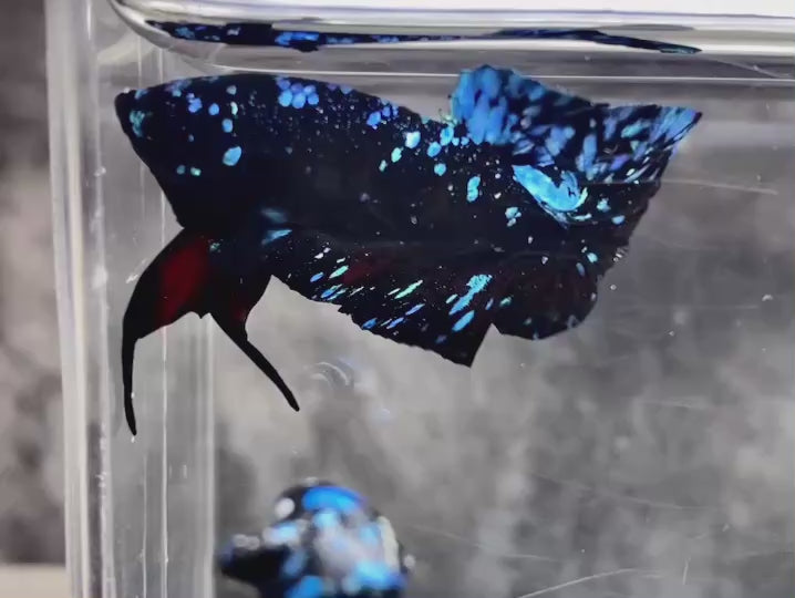 Rare Avatar Betta Fish