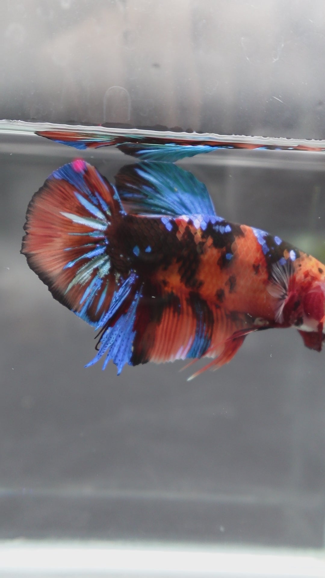 Rare Giant Multicolors Betta Fish