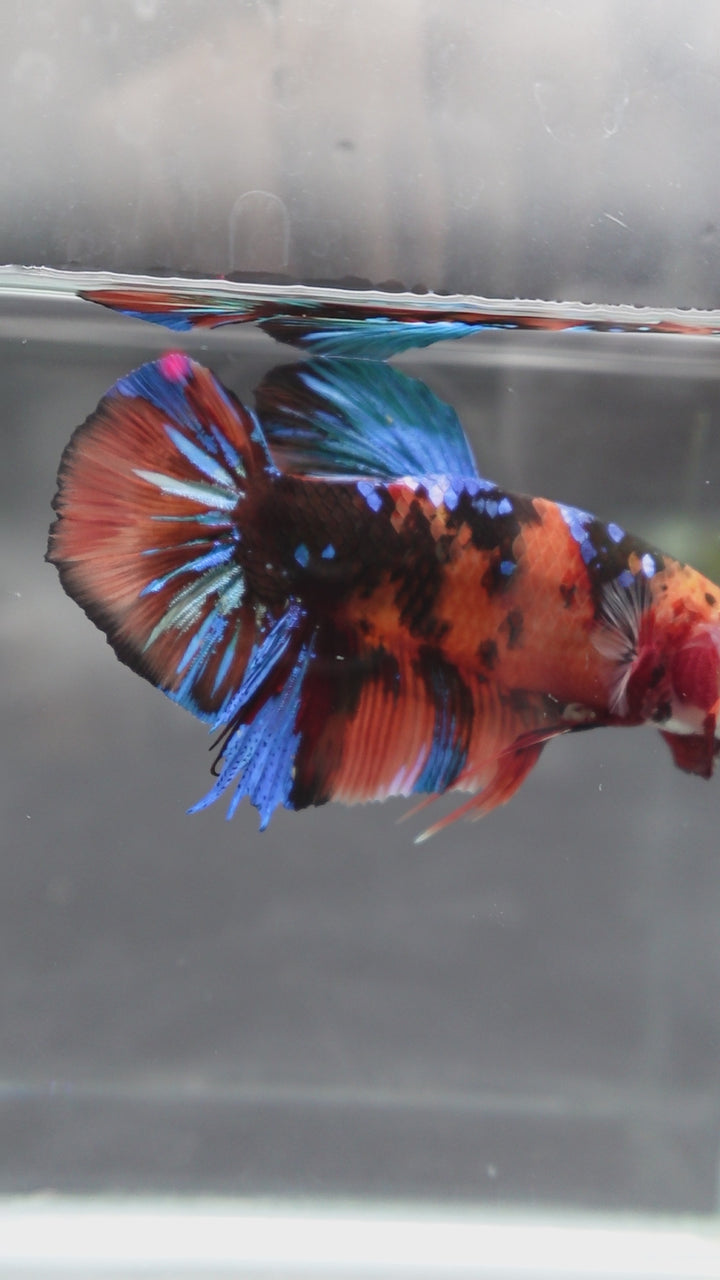 Rare Giant Multicolors Betta Fish