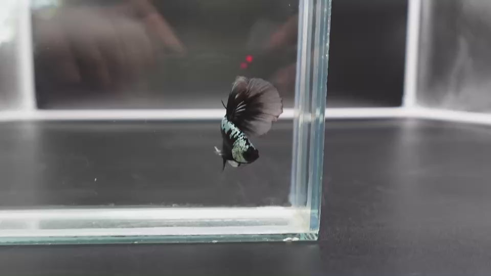 Rare Black Shadow Samurai Halfmoon Betta Fish