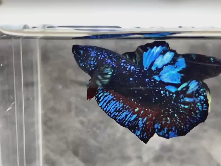 Rare Avatar Betta Fish