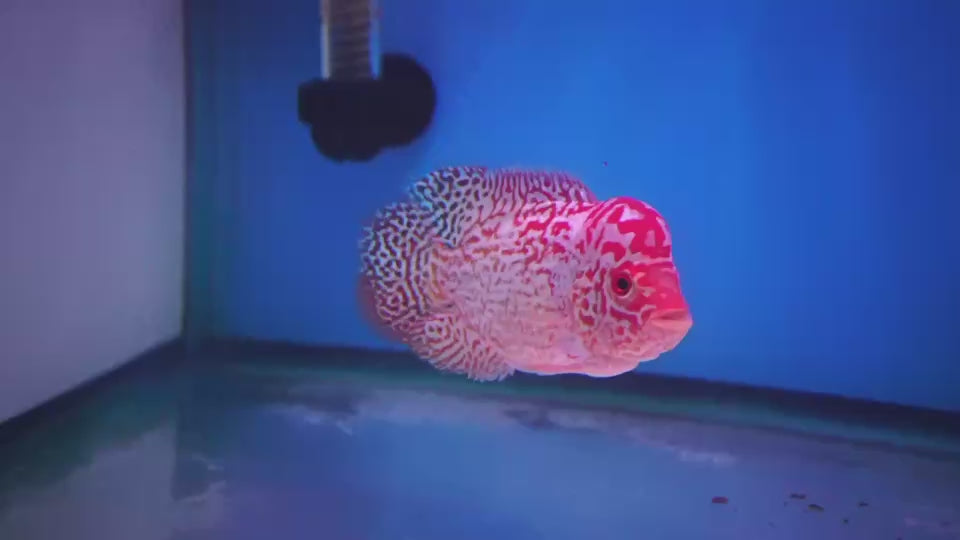Rare Kamfa Golden Base Flowerhorn 3.5 inch