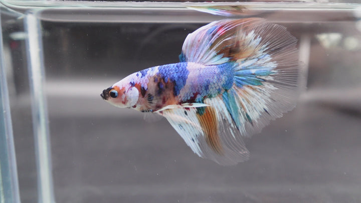 Rare Giant Halfmoon Fancy Blue Betta Fish