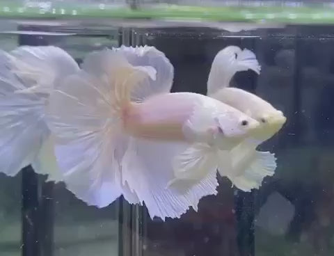 Halfmoon White Betta Fish