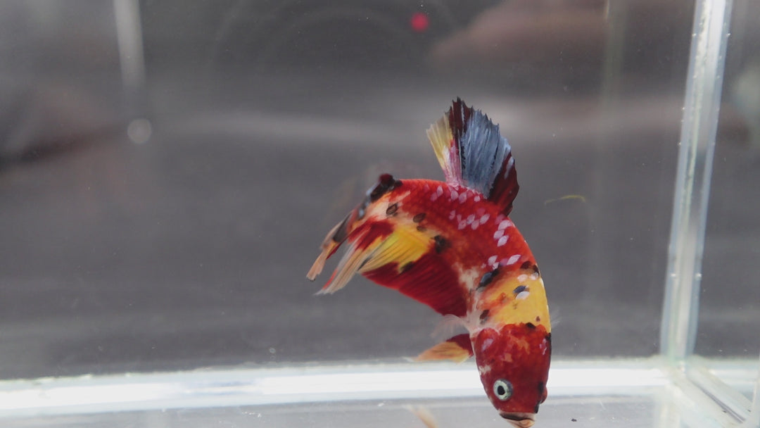 Rare Giant Multicolors Betta Fish