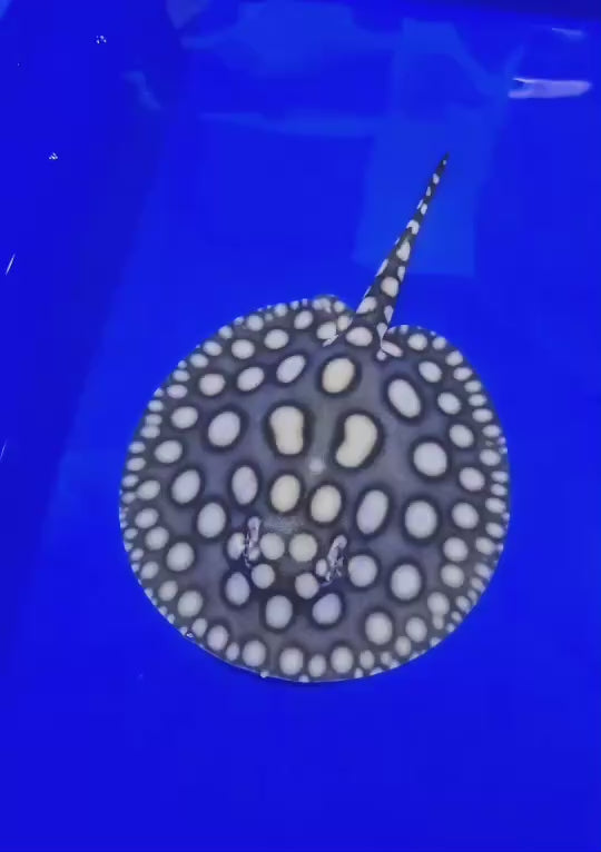 Black diamond stingray female 7 inch