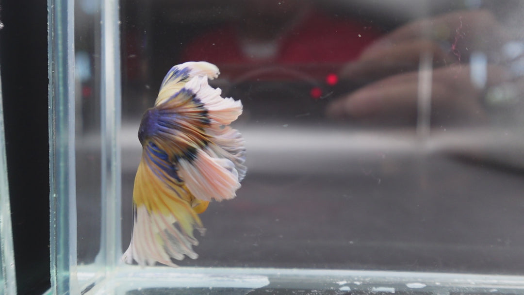 Halfmoon Mustard Butterfly Betta Fish