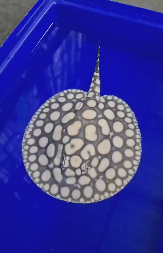 Black diamond stingray male 8 inch