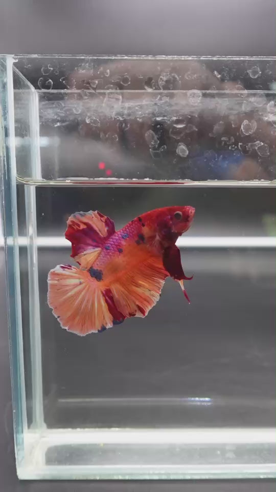 Rare Giant Multicolors Betta Fish