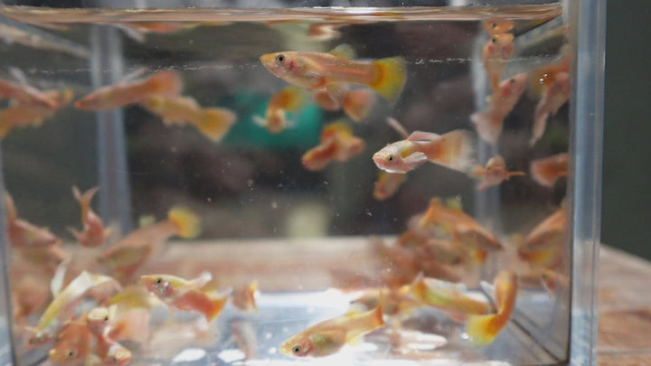 Full Gold 24K Guppy Fish