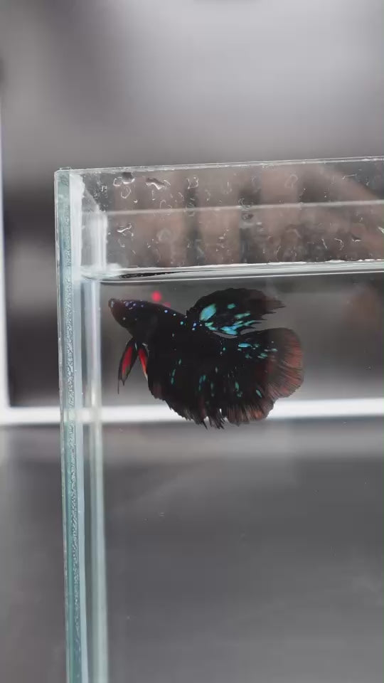 Rare Avatar Betta Fish