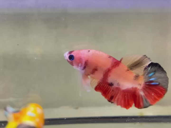 Rare Koi Betta Fish