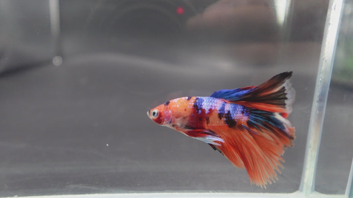 Rare Halfmoon Multicolors Betta Fish