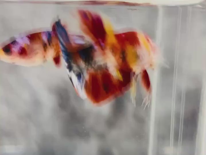 Rare Pair Koi Multicolors Betta Fish