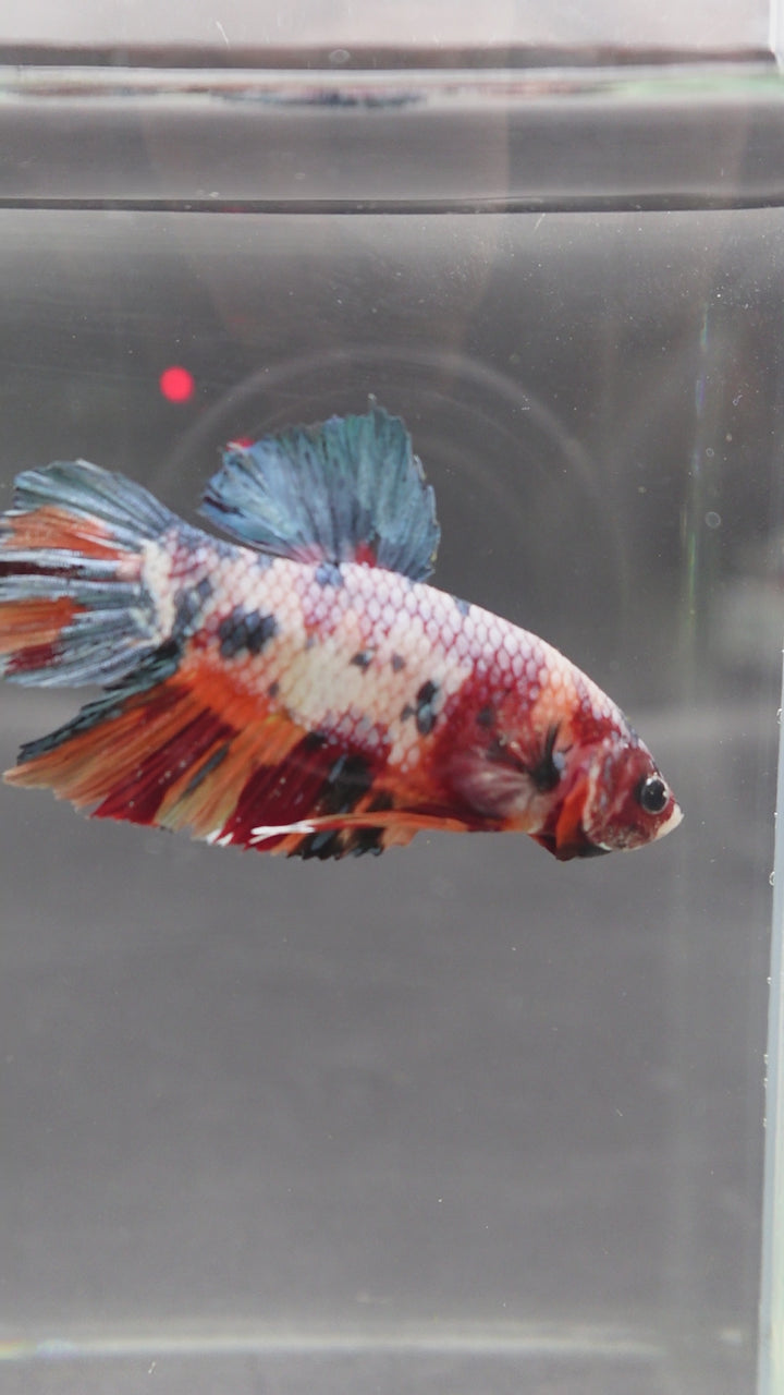 Rare Giant Multicolors Betta Fish