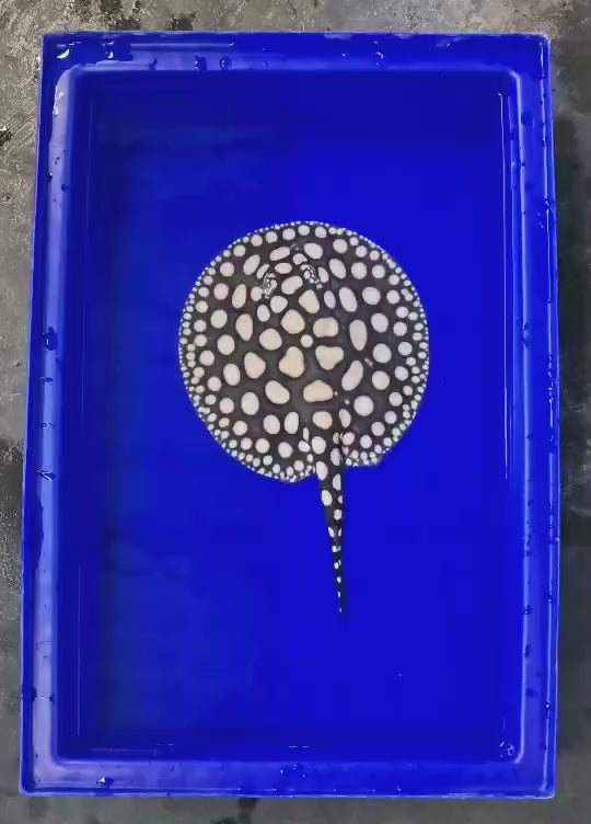 Black diamond stingray male 8 inch