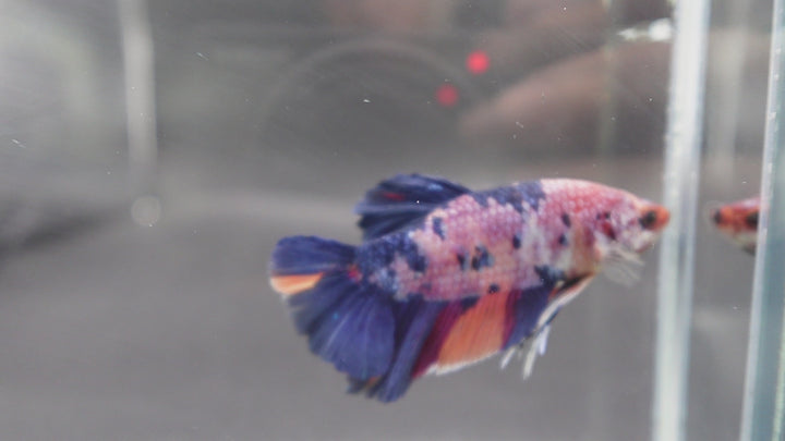 Rare Giant Multicolors Betta Fish