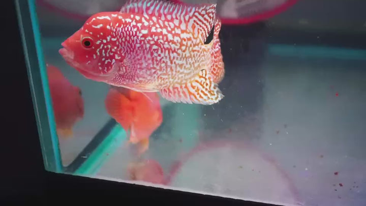 Rare Kamfa Golden Base Flowerhorn 3.5 inch