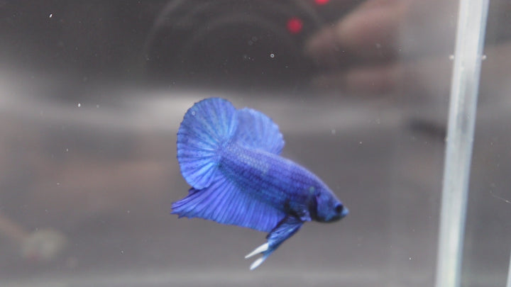 Navy Blue Betta Fish