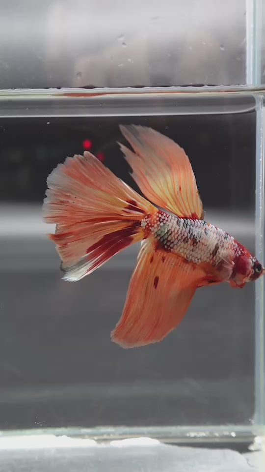 Rare Giant Halfmoon Nemo Copper Betta Fish