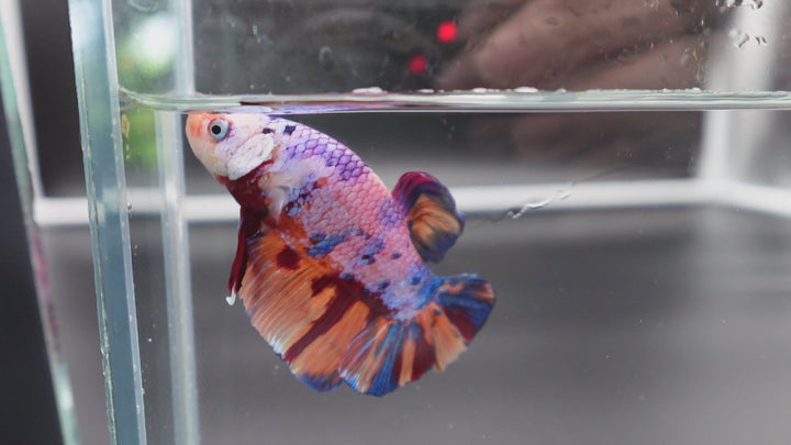 Rare Giant Multicolors Betta Fish