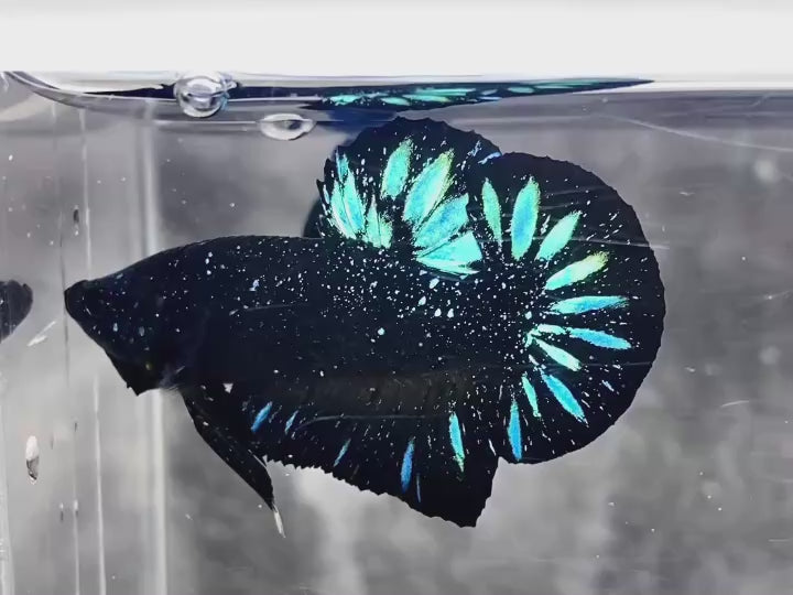 Rare Avatar Betta Fish