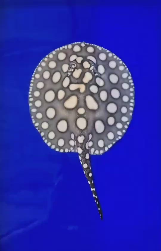 Black diamond stingray female 8 inch