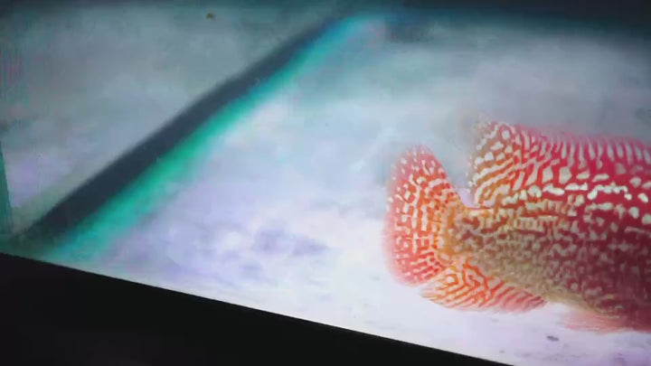 Rare Kamfa Golden Base Flowerhorn 3.5 inch