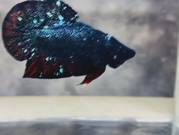 Rare Avatar Betta Fish