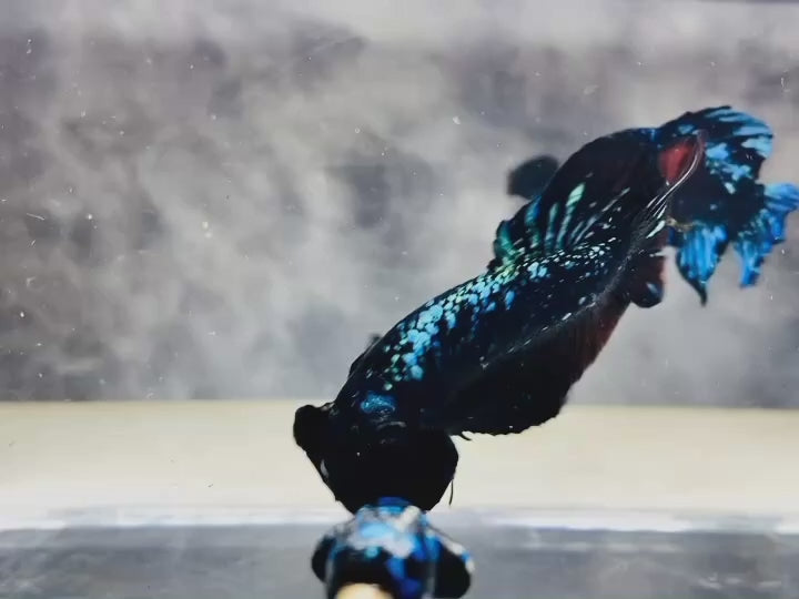 Rare Avatar Betta Fish