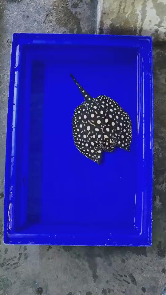 Black diamond stingray female 7 inch