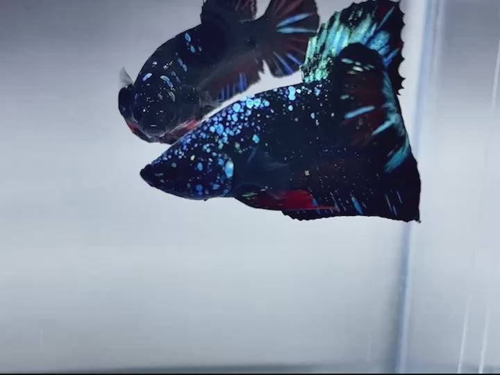 Rare Pair Galaxy Black Star Betta Fish