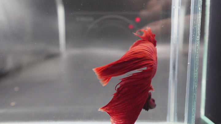 Rare Giant Halfmoon Super Red Betta Fish