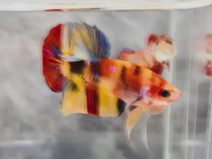 Rare Pair Koi Multicolors Betta Fish